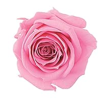 大地農園 プチシャーロット プリザーブドフラワー ローズ～紫陽花のおまけ付き～ 大地農園 プチシャーロット プリザーブドフラワー ローズ